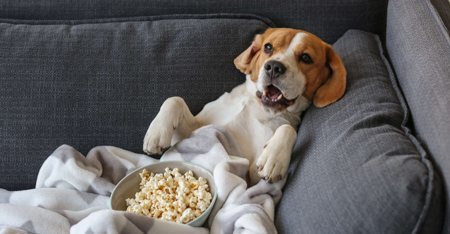 Фото собаки смешной с попкорном
