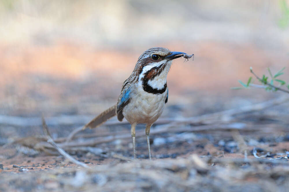 Long-tailed ground roller
