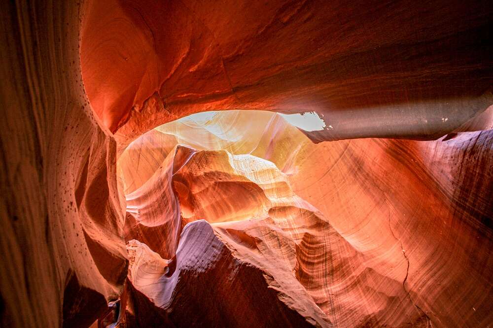 canyon antelope