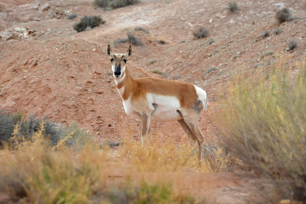 roe deer