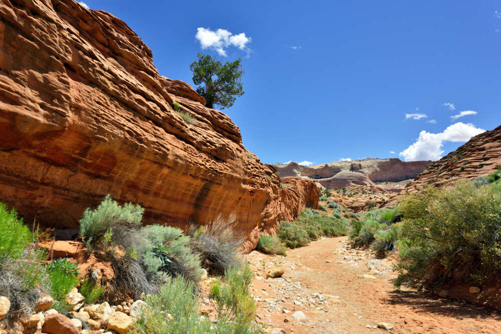 Wire Pass Trailhead