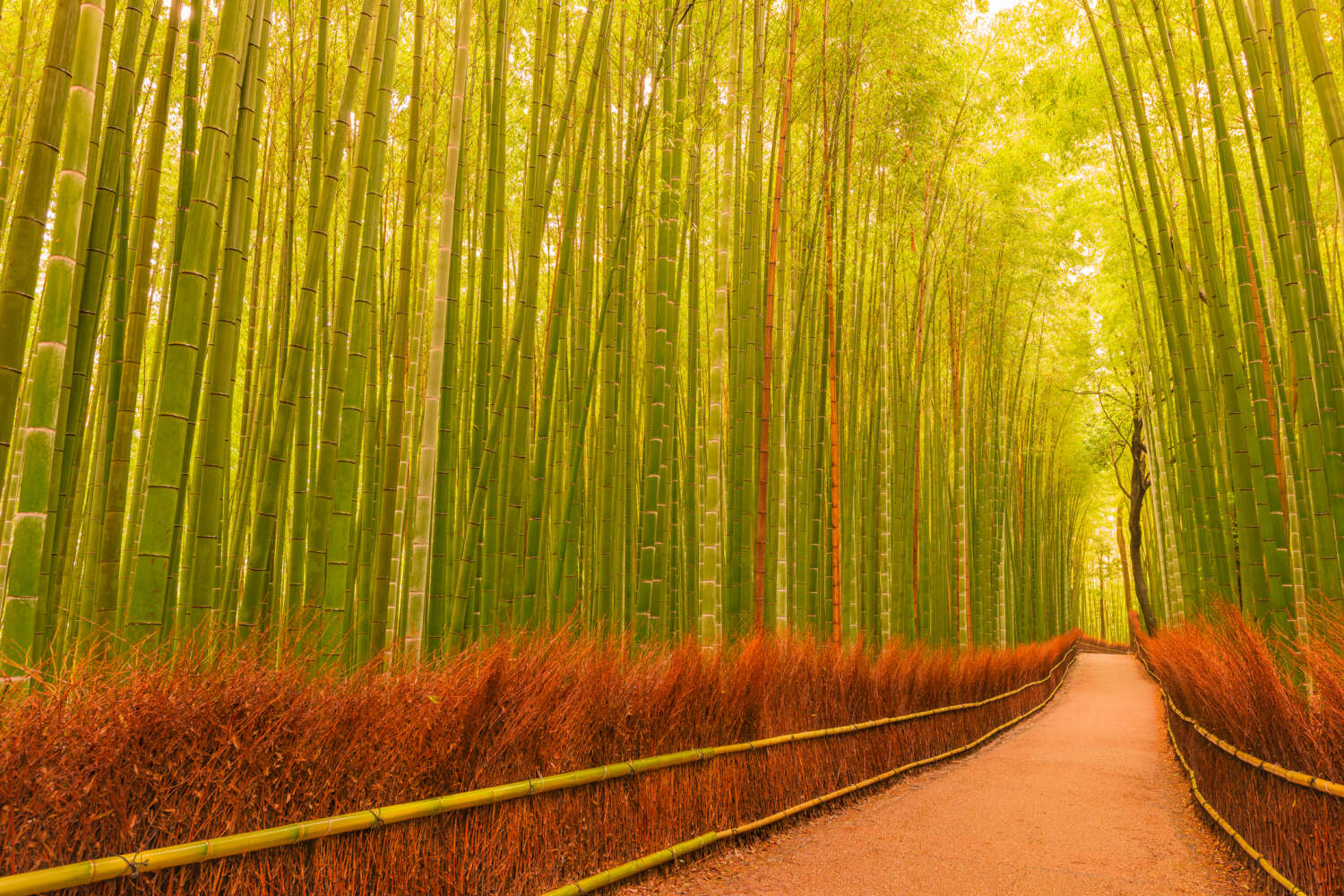 Bosques de Bambú