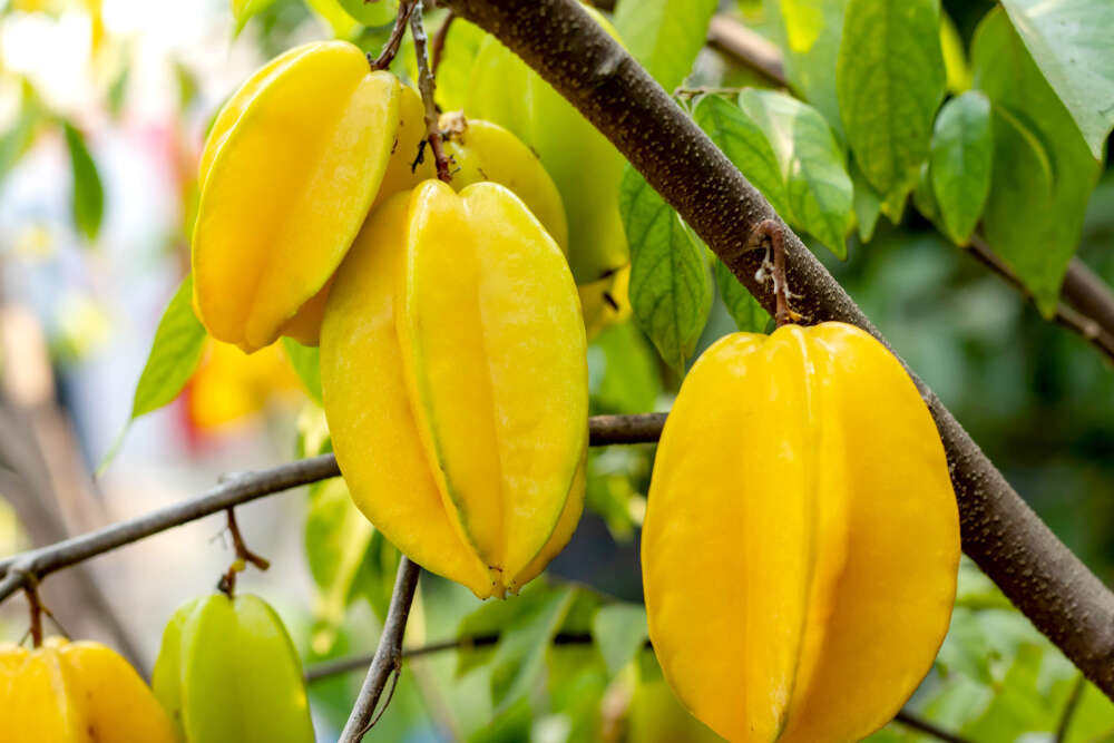 Star fruit