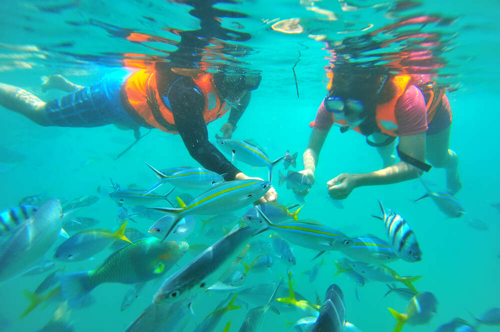Diver feeding fishes in tioman island