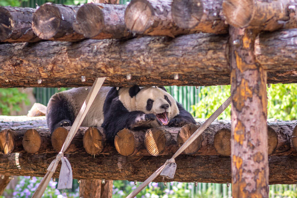 Панда в зоопарке Пекина, Китай 