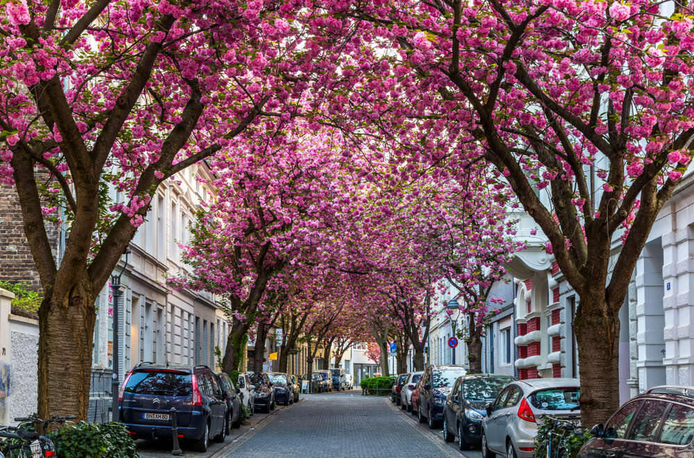 Цветущая сакура в городе Бонн, Германия 