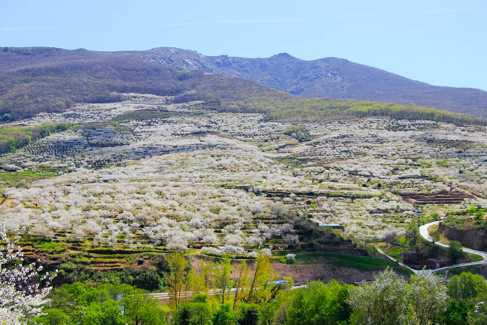 Долина Херте в Испании, где цветут черешни 