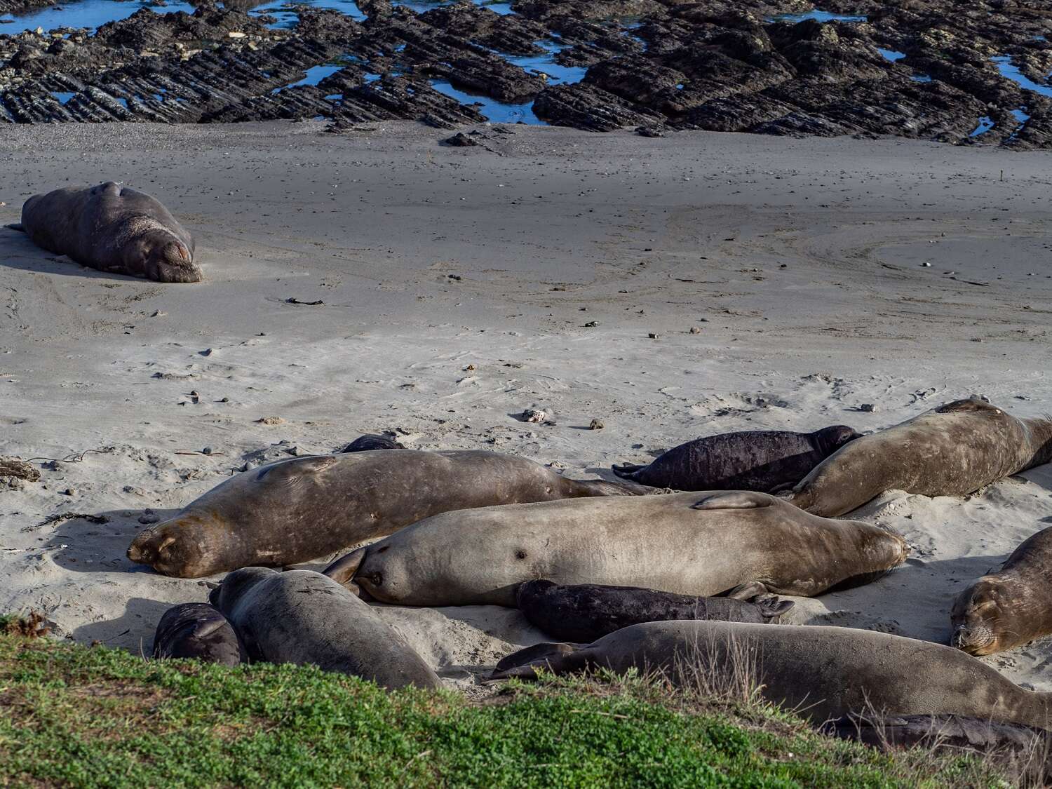 seals