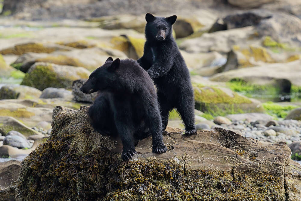 Медведи в Канаде в обычной среде обитания, где увидеть медведей в Канаде