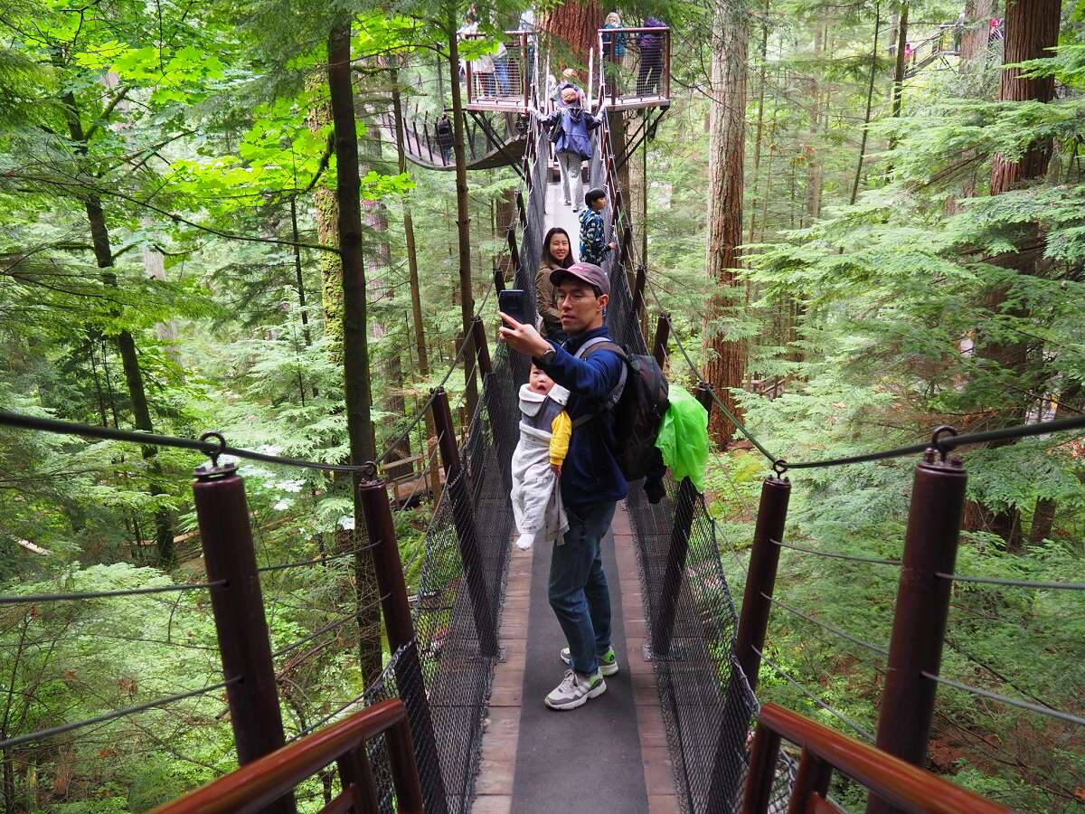 forest bridge