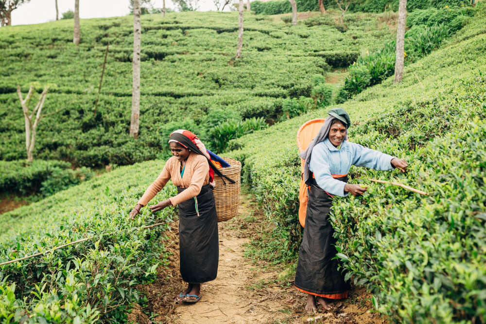 Шри-Ланкийские сборщицы чая
