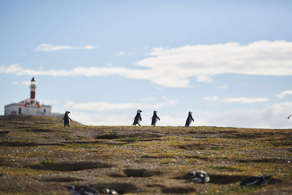 Разнообразие Чили, что посмотреть в Чили, пингвины на острове Магдалена