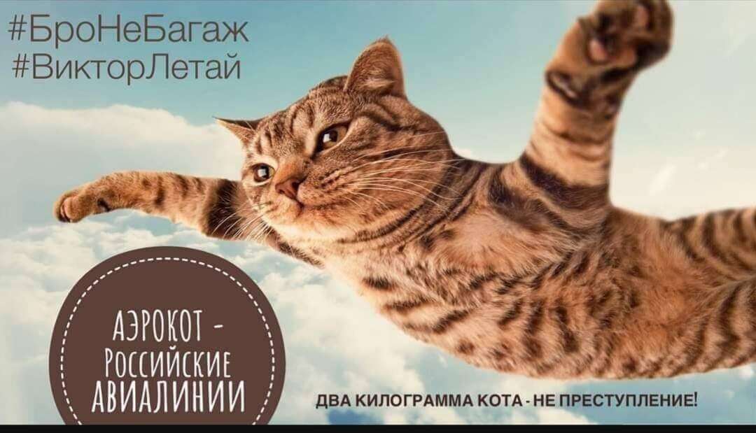Флешмоб в поддержку “толстого” кота из самолета запустили в Интернете