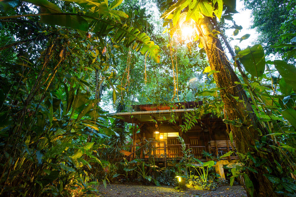 rainforest at Puerto Viejo de Talamanca