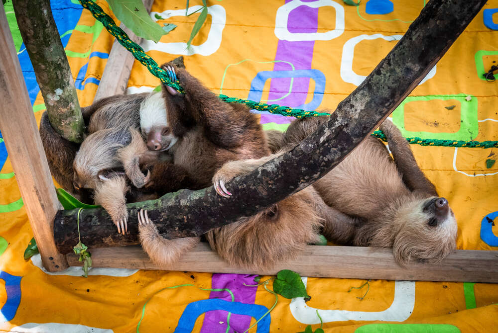 sloth sanctuary