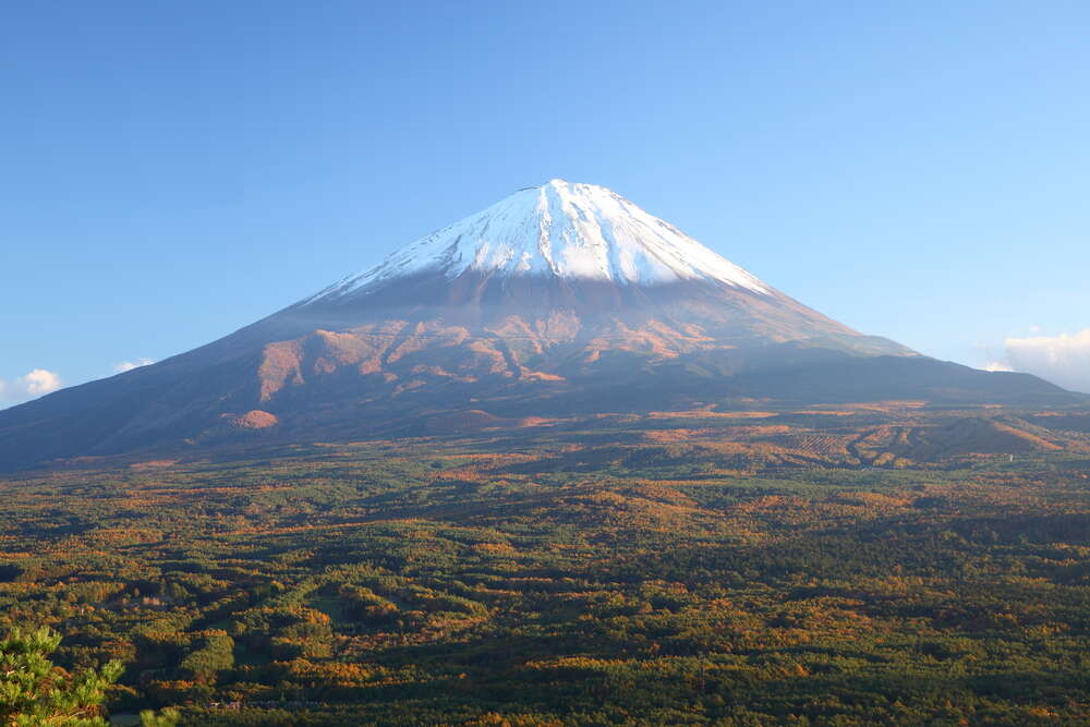 Mount Fuji forest