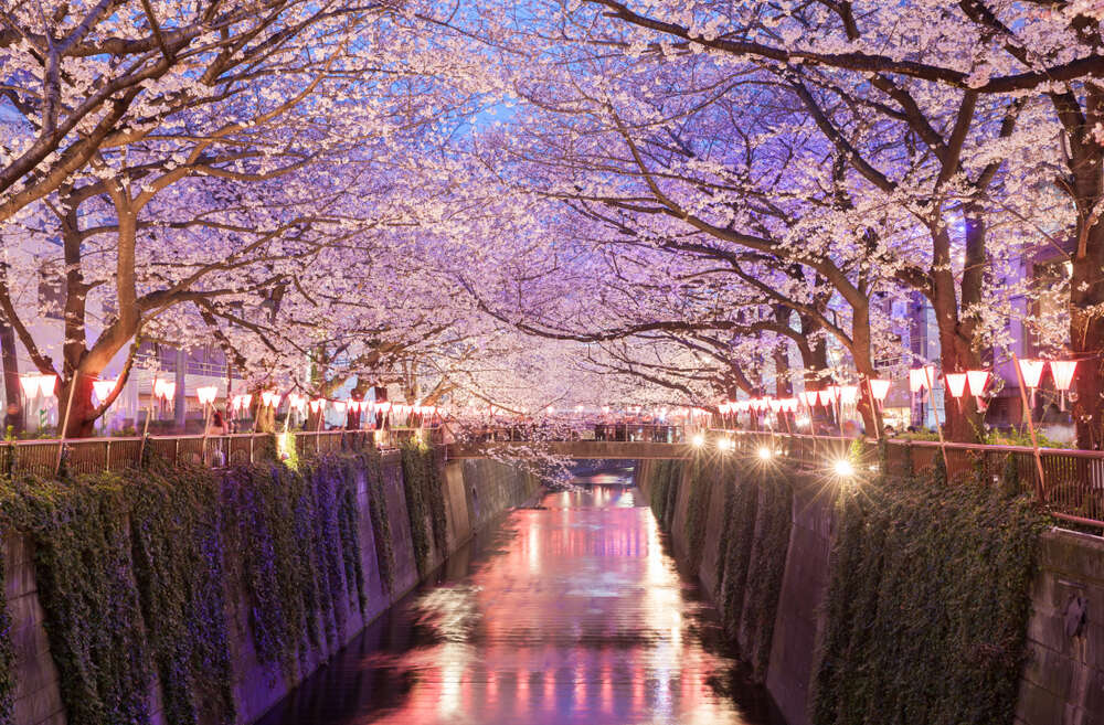 lights sakura