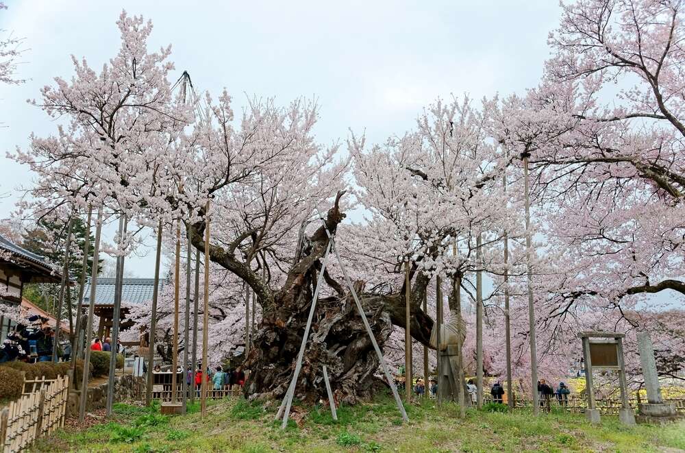 oldest sakura