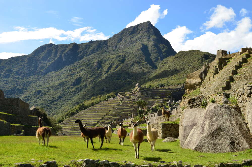 A group of Alpacas at Machu Picchu