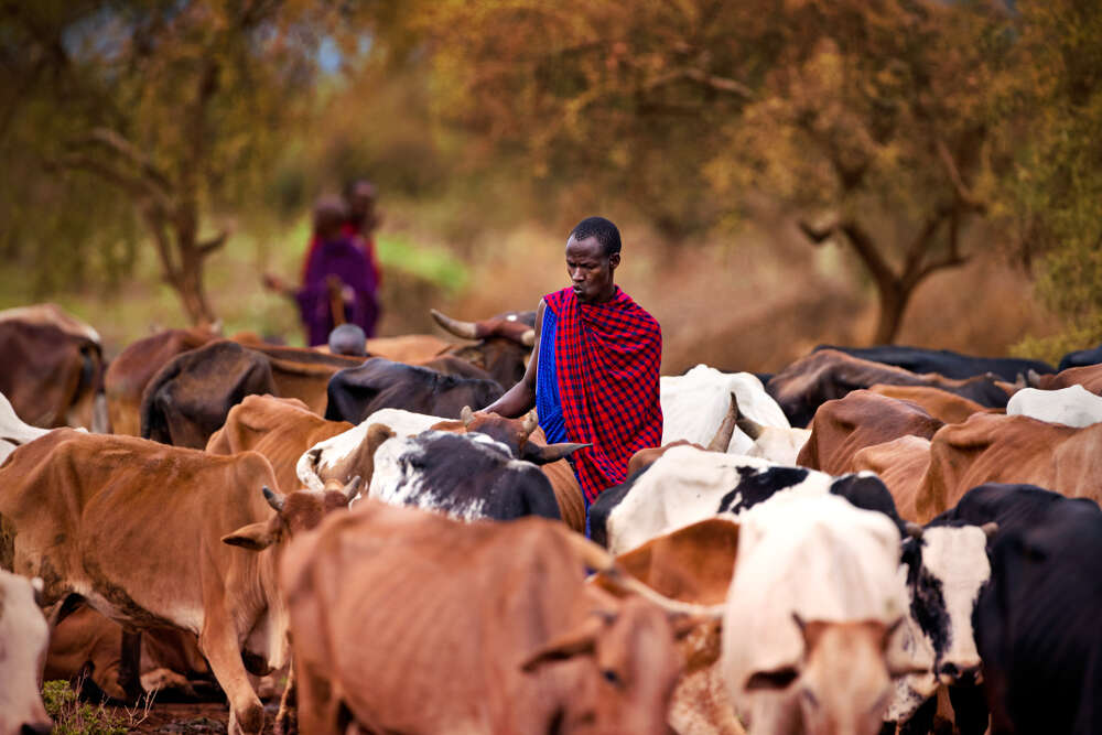 Племя масаи 