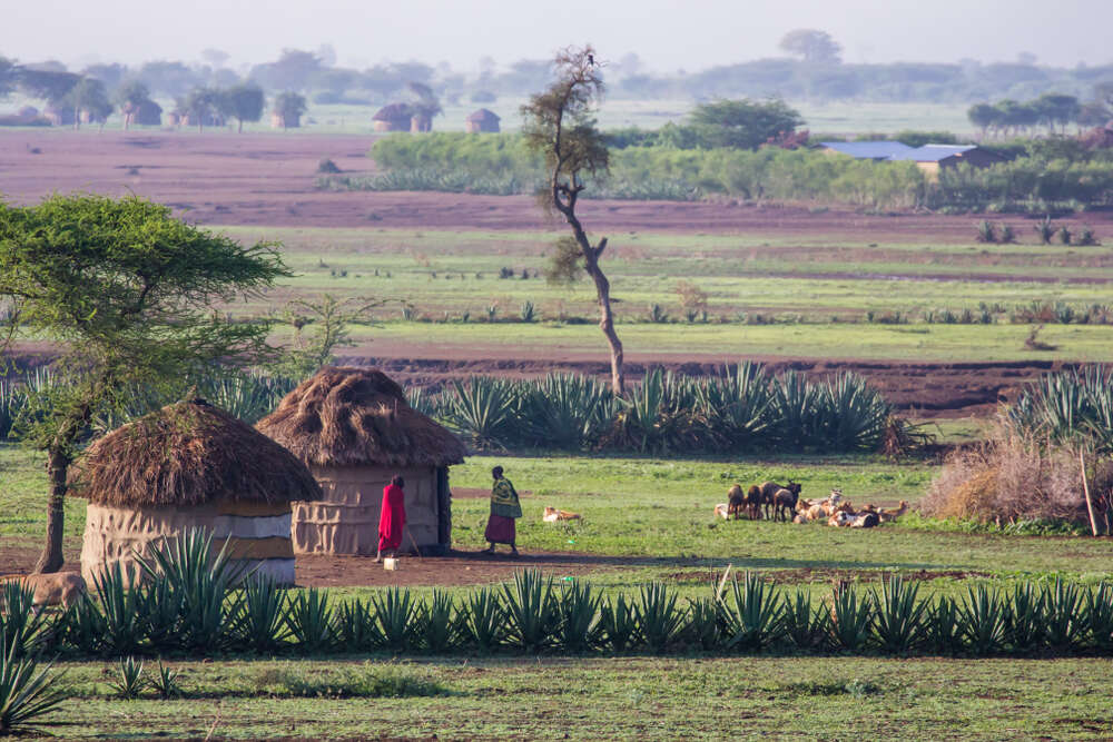 Племя масаи в Кении, как они живут 