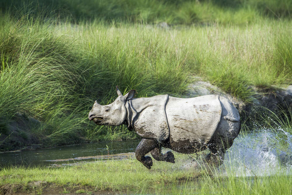 chitwan