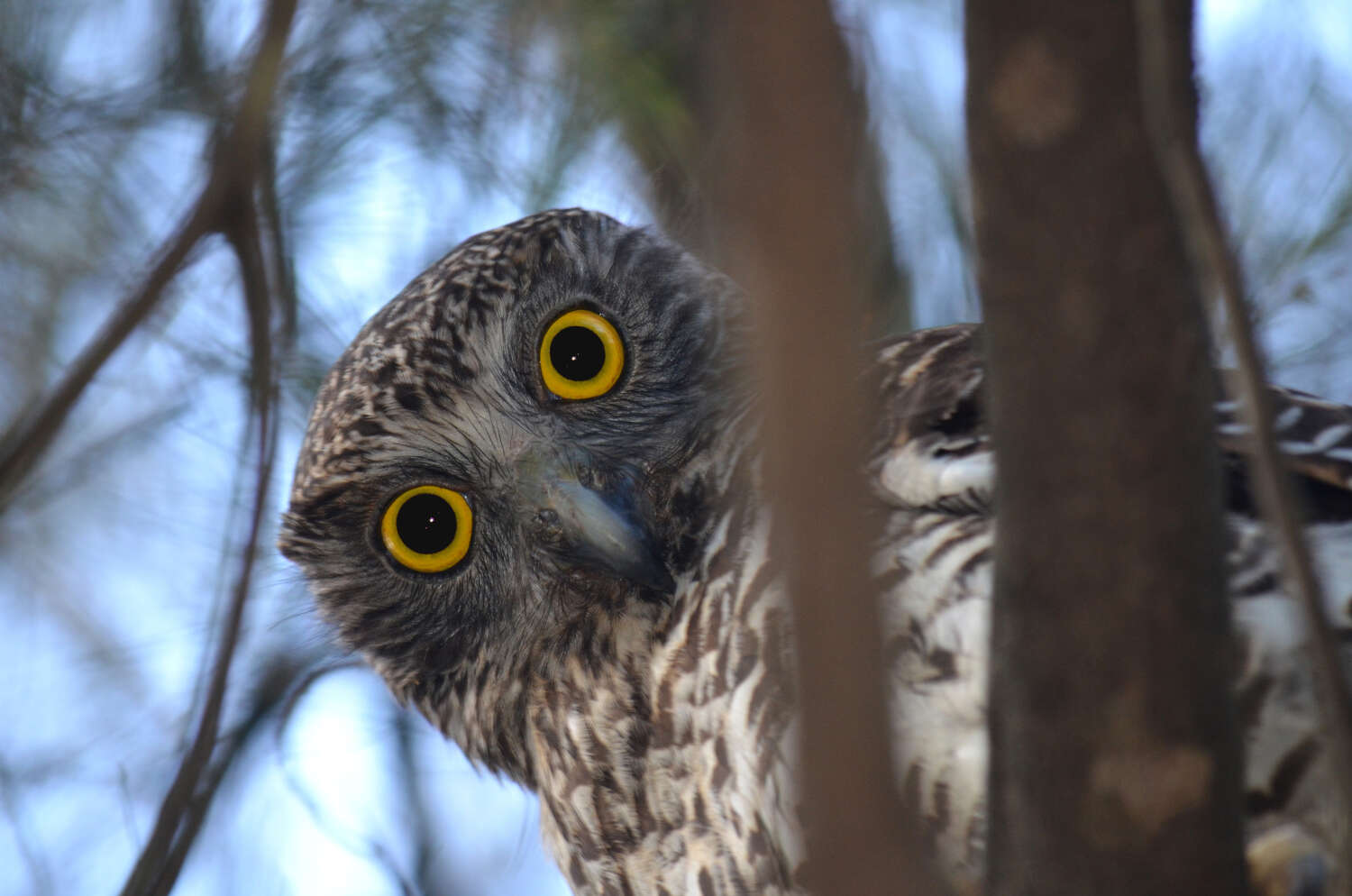 Curious owl