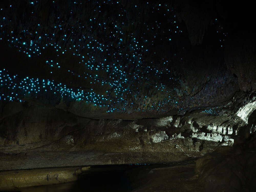 waitomo cave