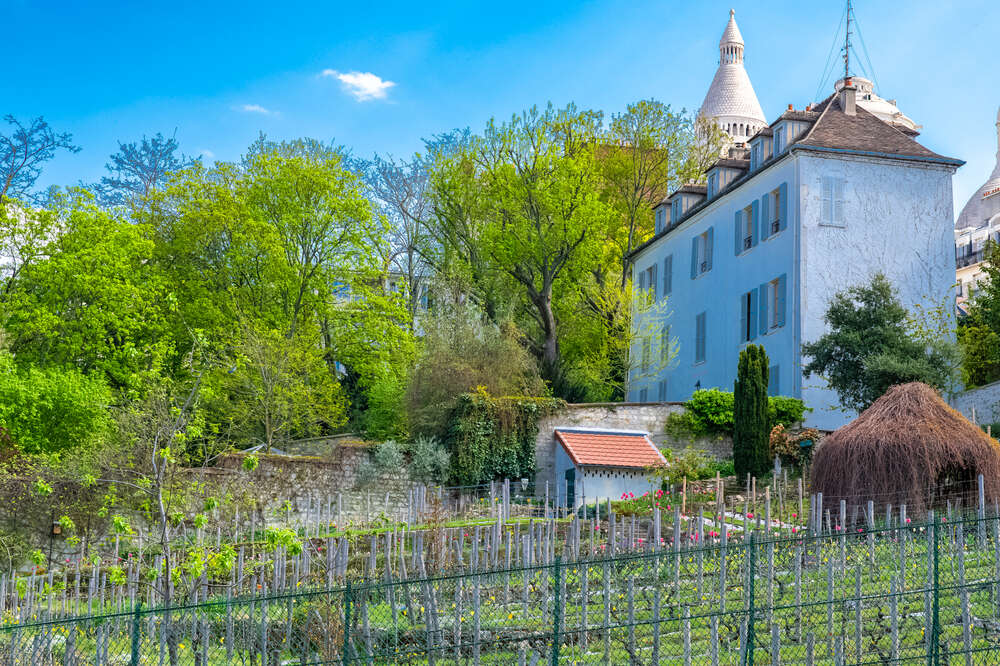 Montmartre  wine yards