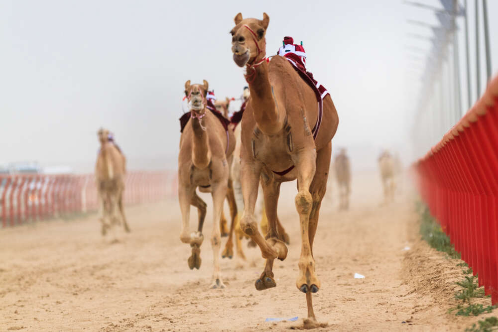 camel racing