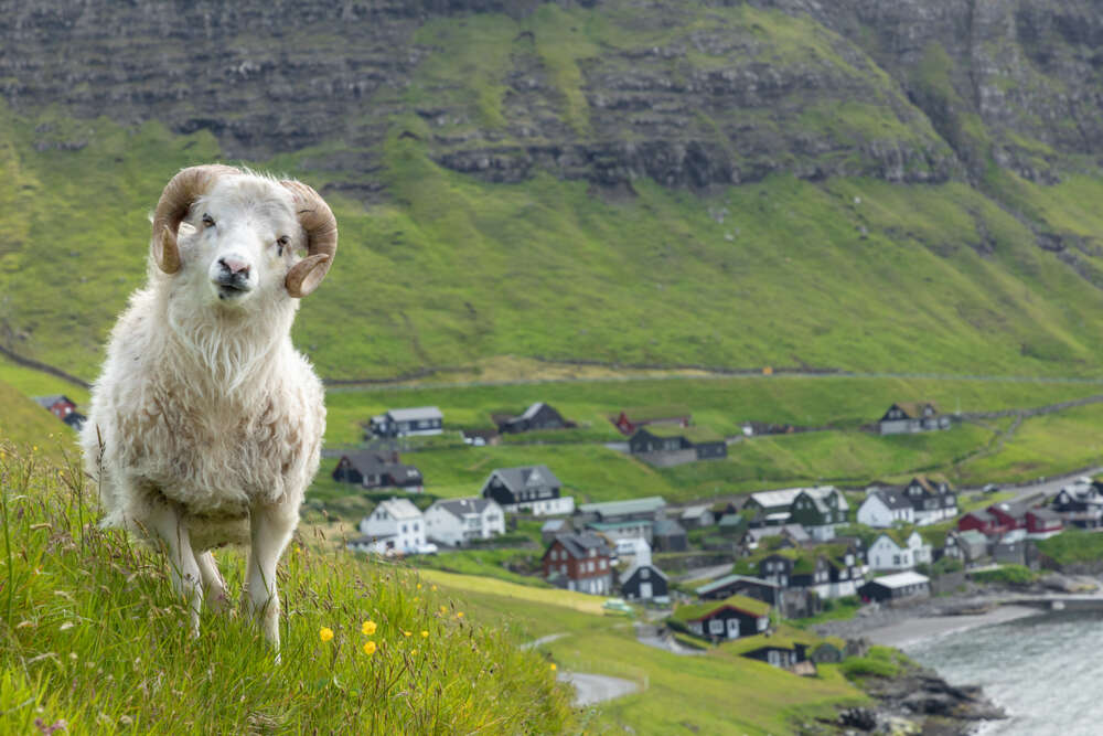 Sheep on Vagar island