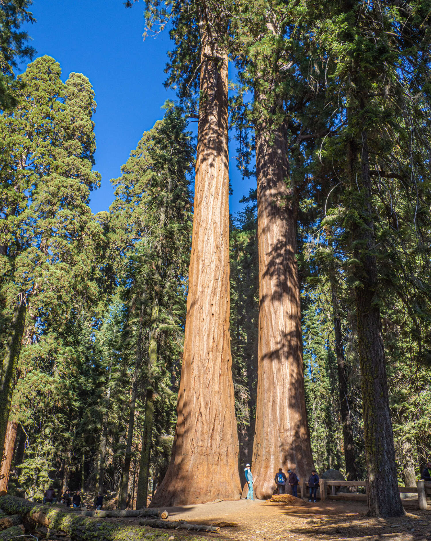 Деревья-исполины — гигантские секвойи в Калифорнии - Travellizy