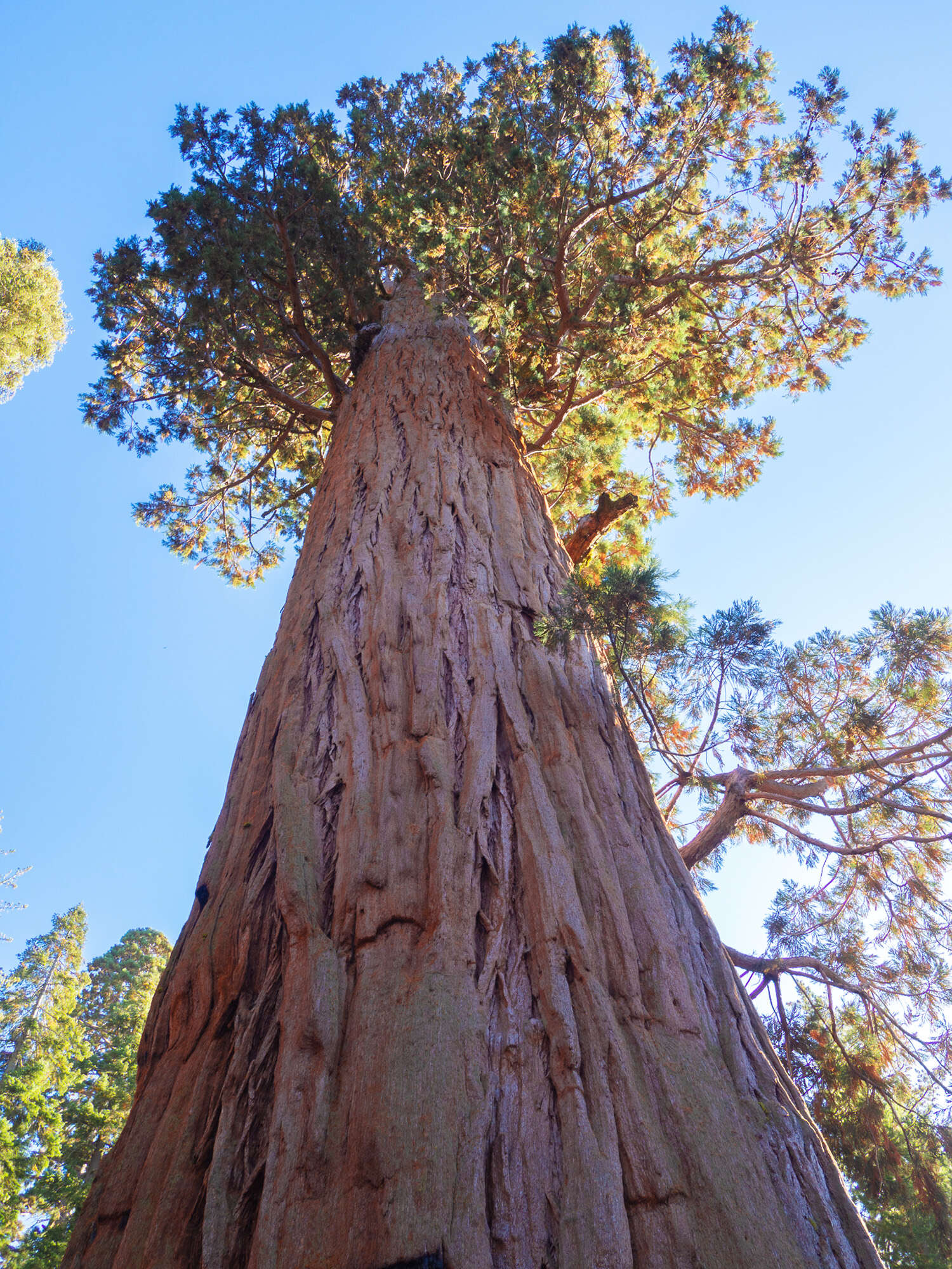Дерево генерала Шермана — гигантская секвойя в Калифорнии 