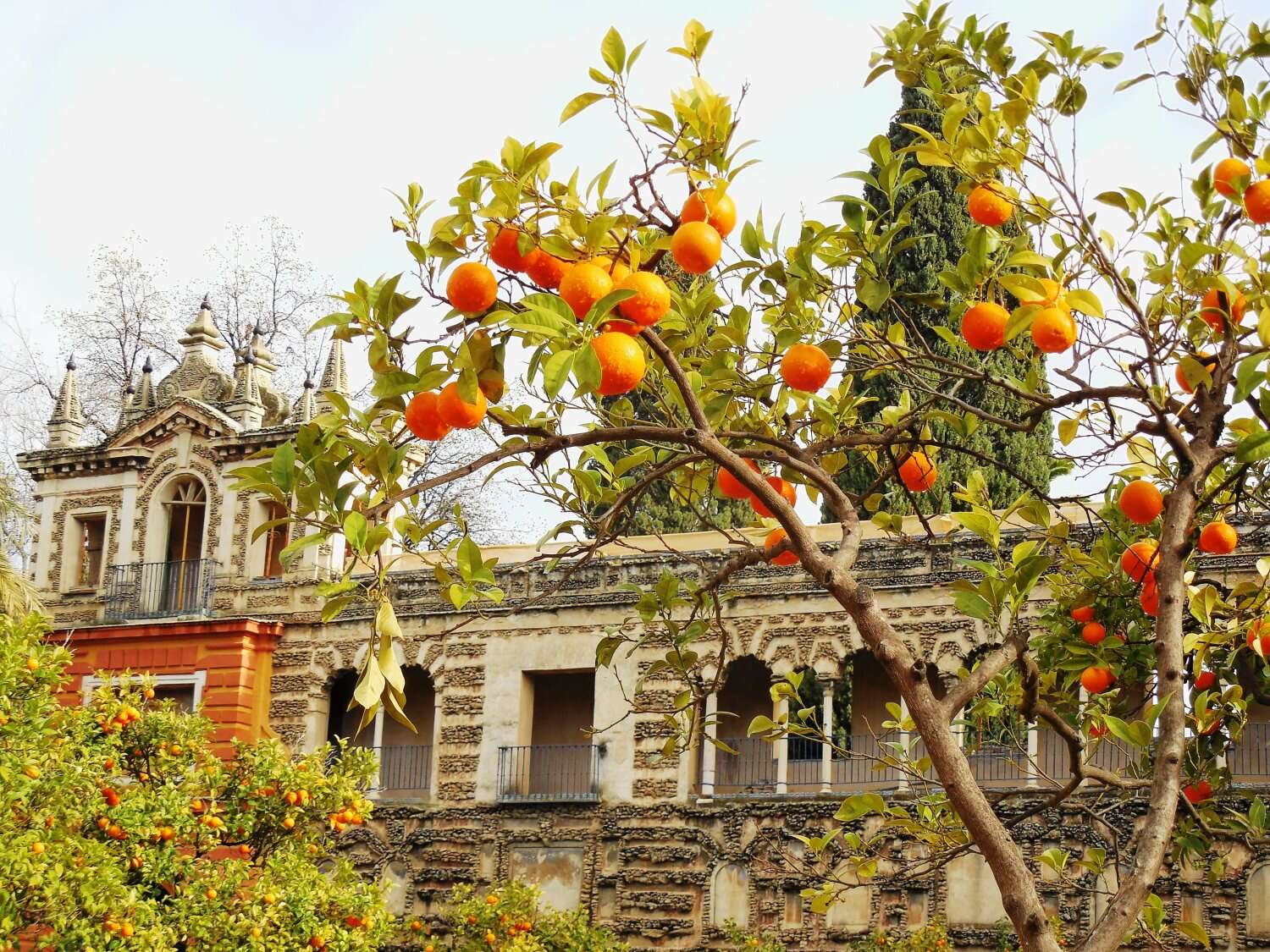 sevilla orange