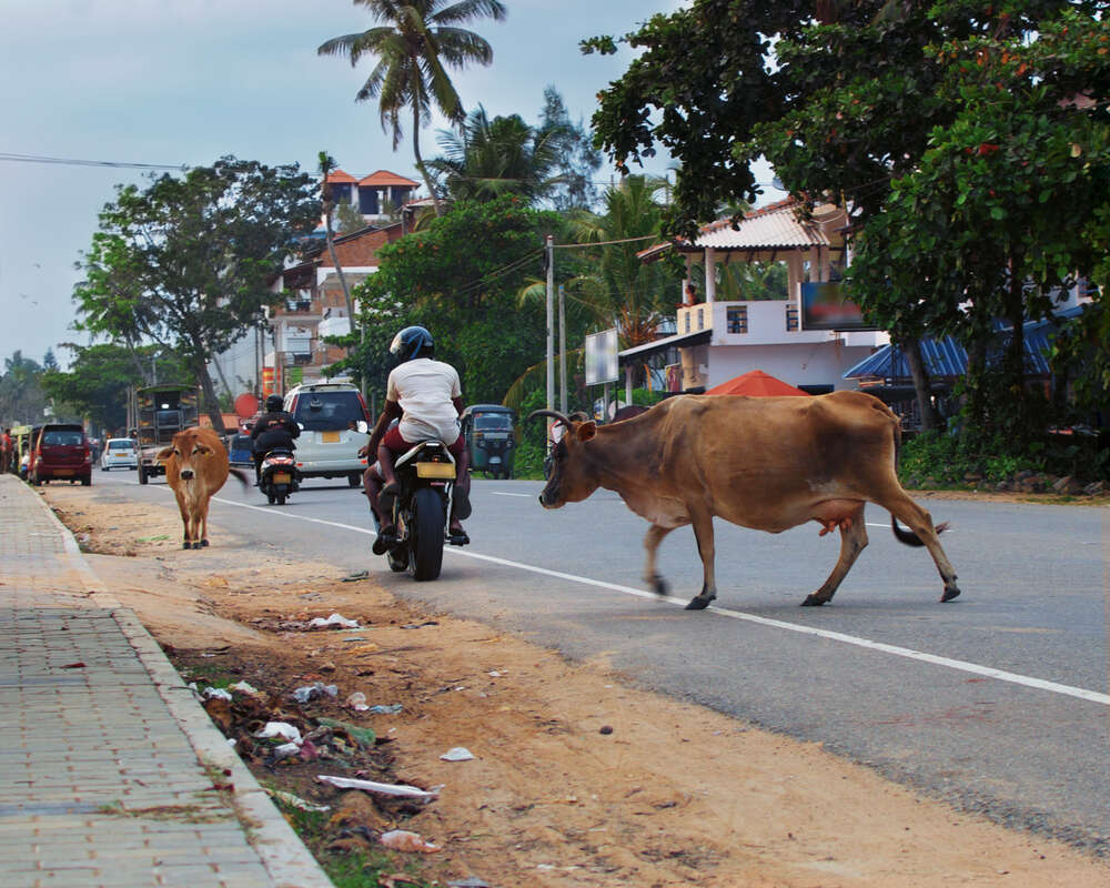 cows