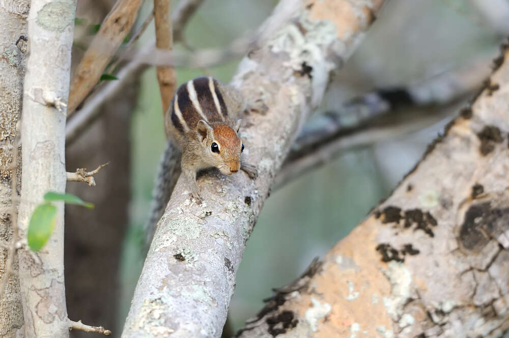 chipmunk