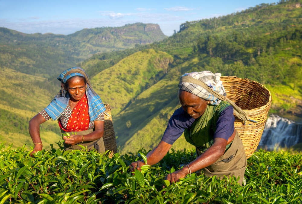 tea pickers