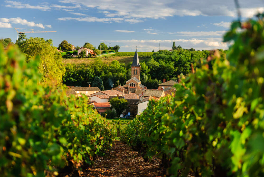 Sweet November. New Wine Festival in France