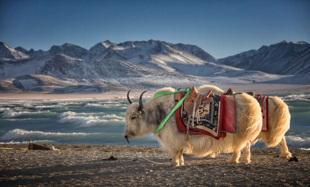 Озеро в Тибете, тибетские яки 