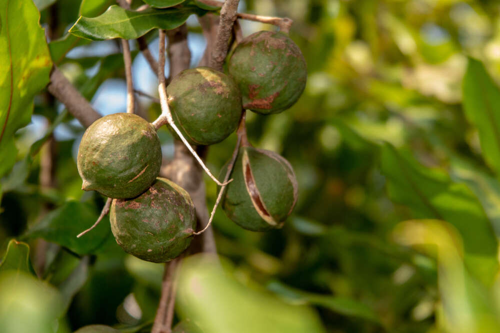 Macadamia tree