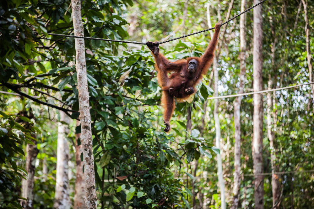 bukit lawang