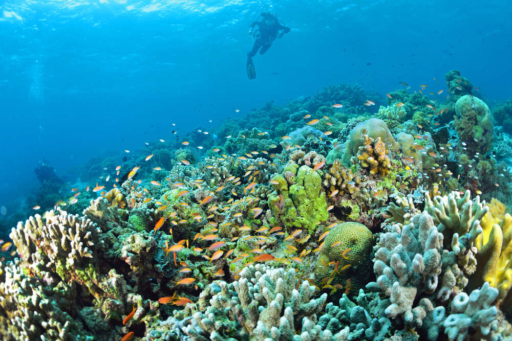 Underwater Sipadan