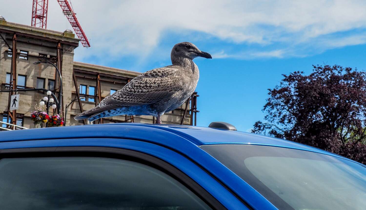 car and bird