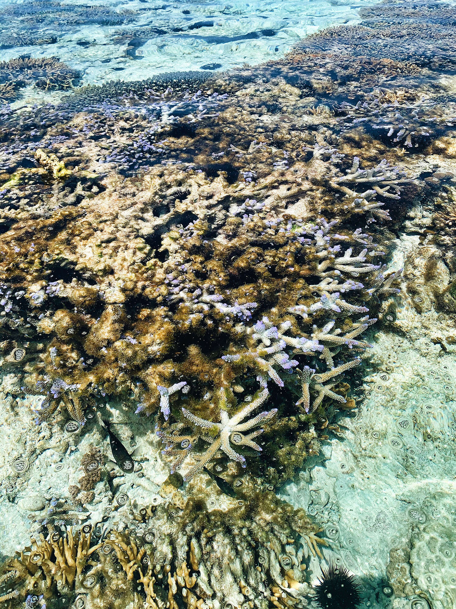 Коралловые рифы на Занзибаре 