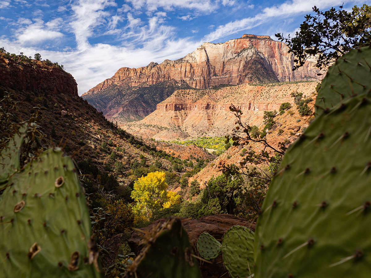 cactus view canyon
